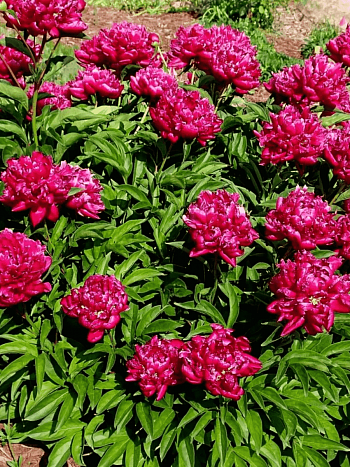 Пион Молочноцветковый Kansas