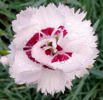 Гвоздика перистая Ине