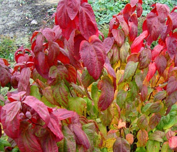 Спирея японская Крупнолистная Macrophylla