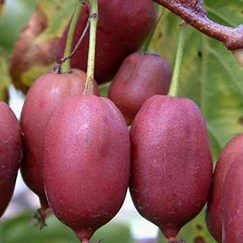 Актинидия аргута Пурпурна Садовая (женский)