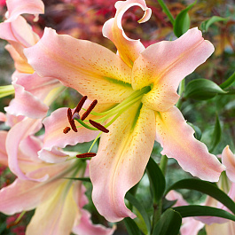 Лилия ОТ-гибрид Элюзив