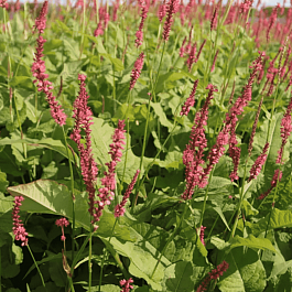 Горец стеблеобъемлющий Blackfield