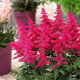 Астильба Арендса Биг Бэнд