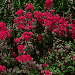 Очиток  телефиум Red Cauli