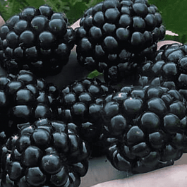 Ежевика Джамбо