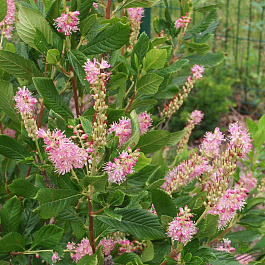 Клетра ольхолистная Pink Spire