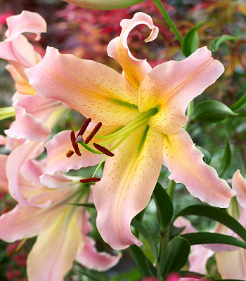 Лилия ОТ-гибрид Элюзив