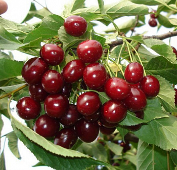 Вишня обыкновенная Память Сахарова