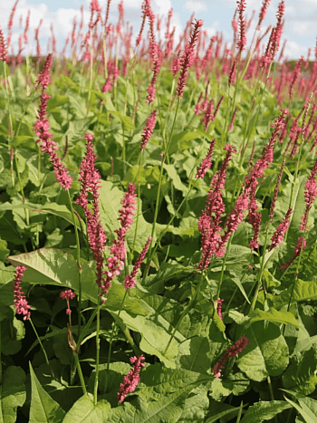 Горец стеблеобъемлющий Blackfield