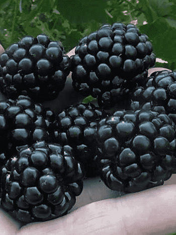 Ежевика Джамбо