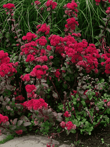 Очиток  телефиум Red Cauli
