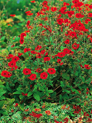 Лапчатка темно-кроваво-красная