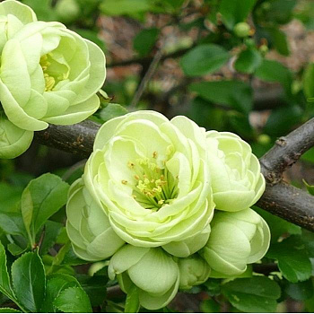 Айва прекрасная Kinshayden