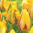 Тюльпан попугайный La Courtine Parrot