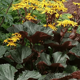 Бузульник зубчатый Midnight Lady