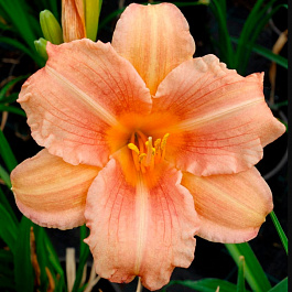 Лилейник гибридный ЭвериДейлили Роуз НАБОР 2ШТ (1+1)