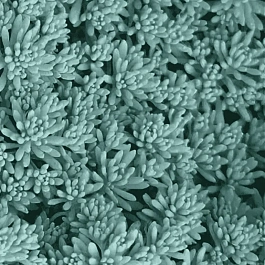 Очиток испанский Blue Carpet