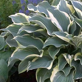 Хоста Regal Splendor