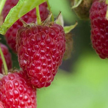 Малина ремонтантная Изобильная Казакова (бесшипый) Малина ремонтантная Изобильная Казакова (бесшипый)