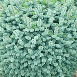 Ель ситхинская Midget