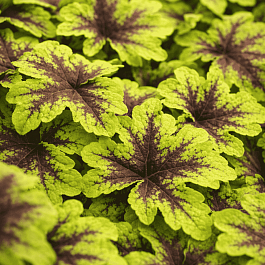 Гейхерелла Keith Haring