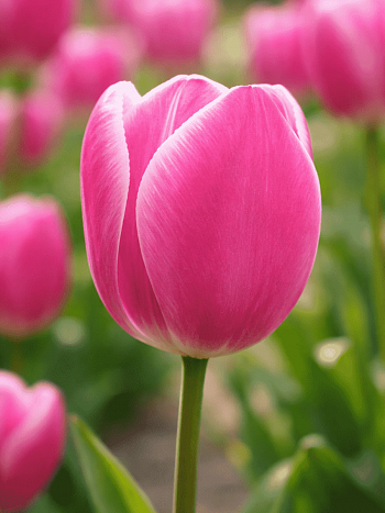 Тюльпан Jumbo Beauty