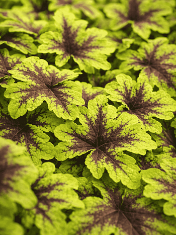 Гейхерелла Keith Haring