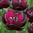 Тюльпан Махровый Black Hero
