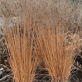 Молиния тростниковая Witches broom