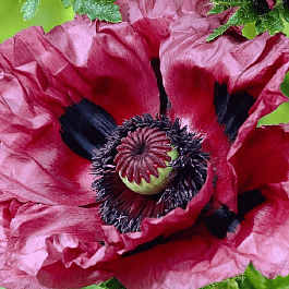 Мак восточный Little Patty's Plum