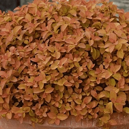 Спирея японская Zen Spirit Caramel