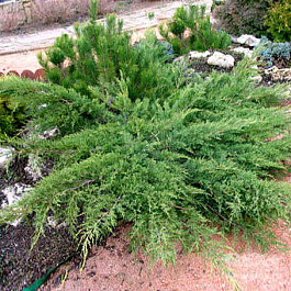 Можжевельник казацкий Тэм ноу Блайт Можжевельник казацкий Тэм ноу Блайт