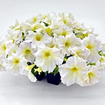 Петуния грандифлора Саксесс 360° Вайт