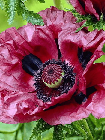 Мак восточный Little Patty's Plum