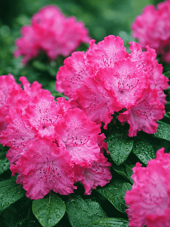 Рододендрон гибридный Germania