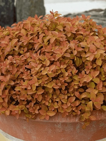 Спирея японская Zen Spirit Caramel