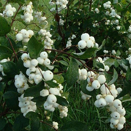 Снежноягодник доренбози Мэджикал Галакси Снежноягодник доренбози Мэджикал Галакси