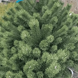 Сосна горная Uncinata