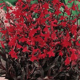 Лобелия прекрасная Russian Princess