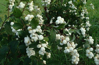 Снежноягодник доренбози Мэджикал Галакси