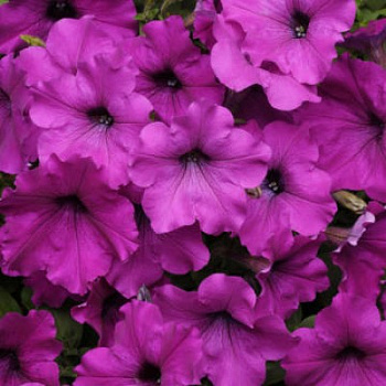 Петуния ампельная F1 Изи Вейв	Виолет