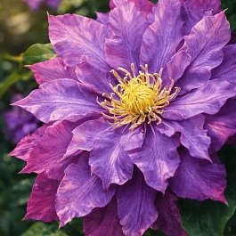 Клематис Vyvyan Pennell