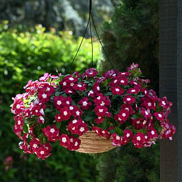 Катарантус ампельный Медитерранеан Бургунди Хало