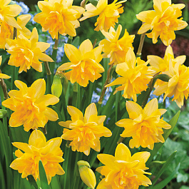 Нарцисс махровый Тет Букль