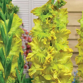 Гладиолус крупноцветковый Блитц