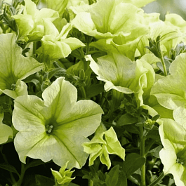 Петуния Crazytunia Bitter Lemon (Кашпо)