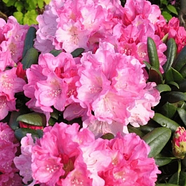 Рододендрон якушиманский Kalinka
