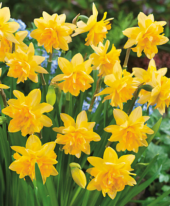 Нарцисс махровый Тет Букль