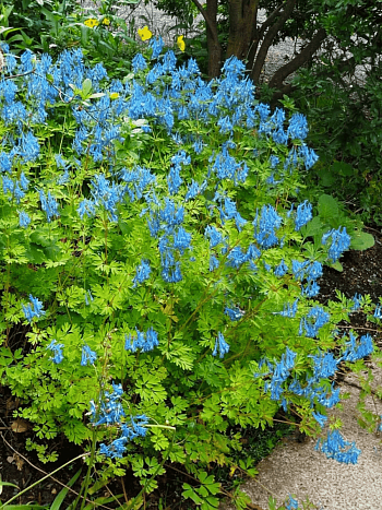 Хохлатка высокая