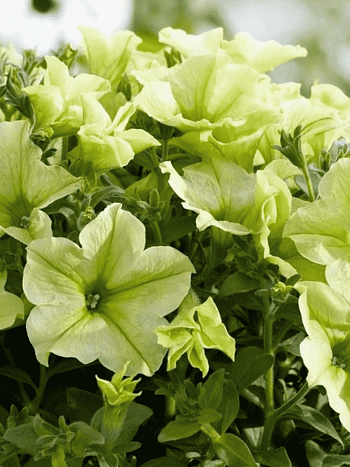 Петуния Crazytunia Bitter Lemon (Кашпо)